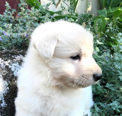 Les chiots de Berger Blanc Suisse