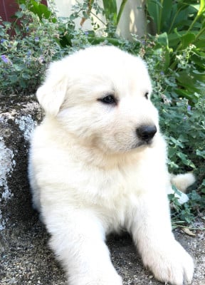 Les chiots de Berger Blanc Suisse