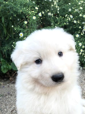 Les chiots de Berger Blanc Suisse