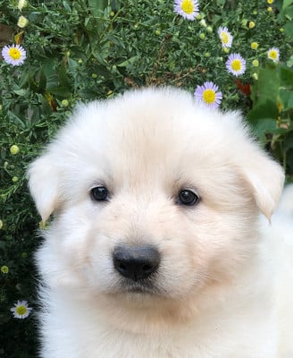 Les chiots de Berger Blanc Suisse