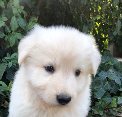 Les chiots de Berger Blanc Suisse
