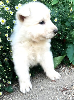 Les chiots de Berger Blanc Suisse
