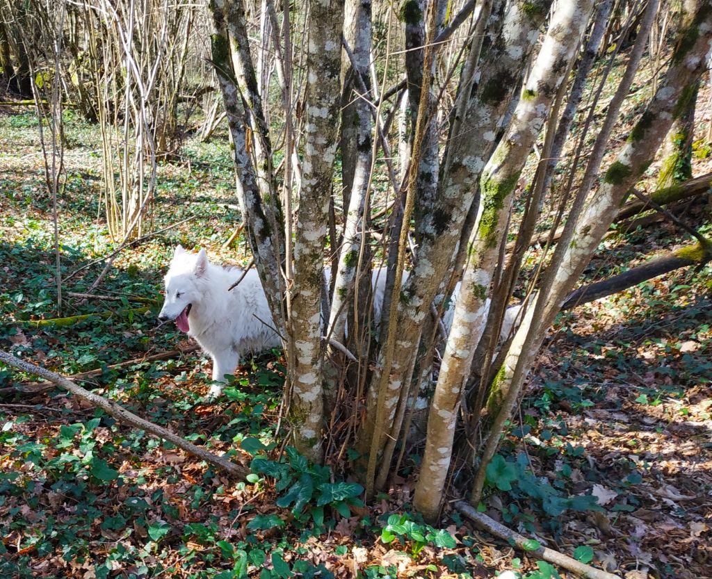 Publication : du Domaine des Gladiateurs