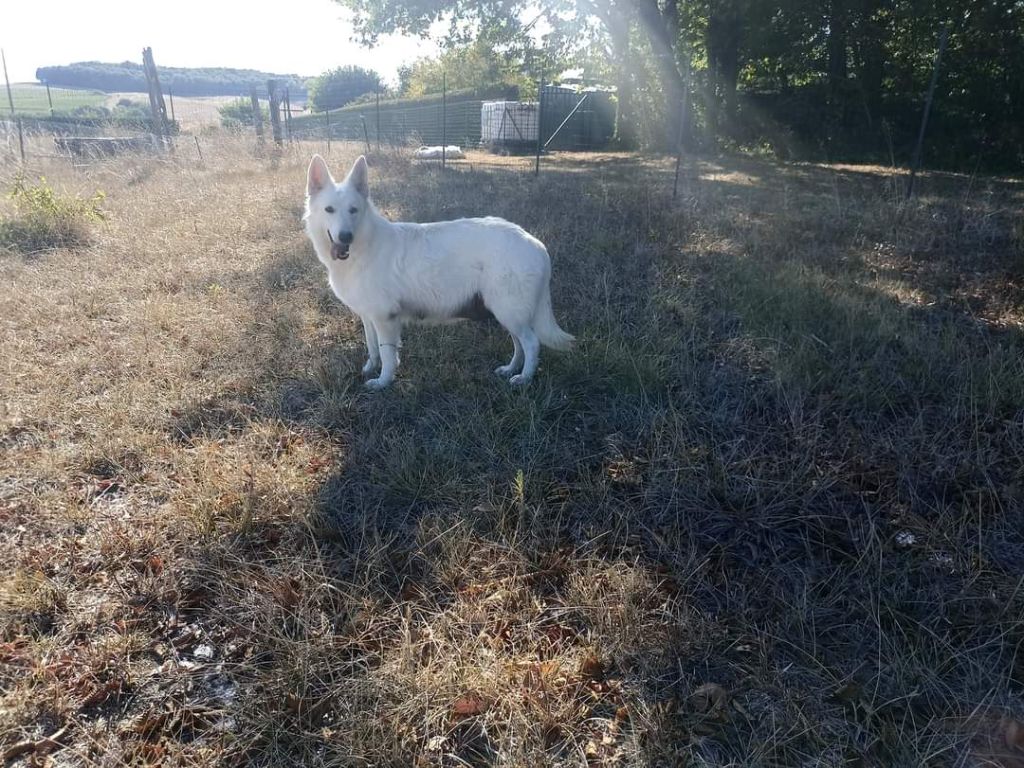 Paloma Du Domaine Des Beautés Divines