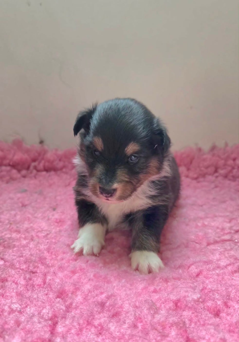 Chiot N°1