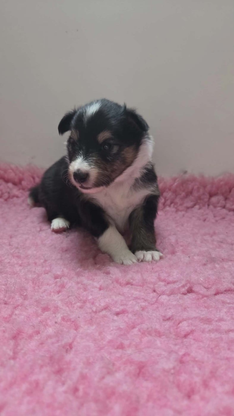 Chiot N°2