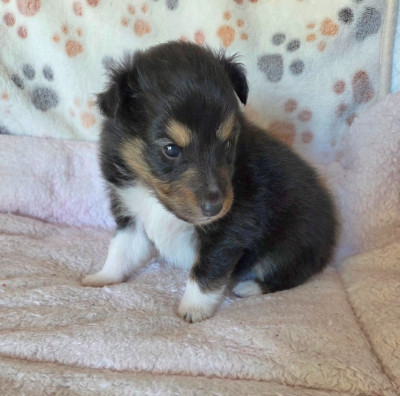 Les chiots de Shetland Sheepdog