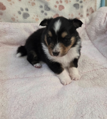 Les chiots de Shetland Sheepdog
