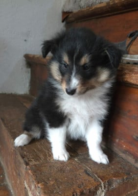 Les chiots de Shetland Sheepdog