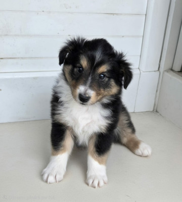 Les chiots de Shetland Sheepdog