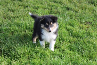 Les chiots de Shetland Sheepdog