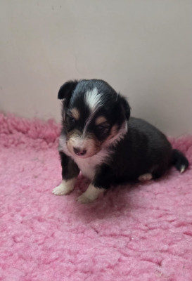 Les chiots de Shetland Sheepdog