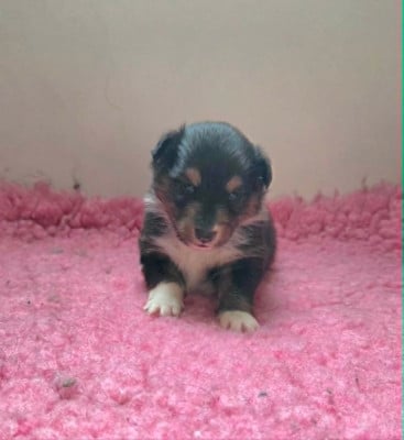 Les chiots de Shetland Sheepdog
