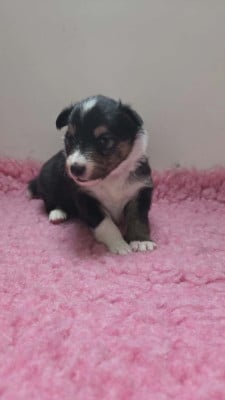 Les chiots de Shetland Sheepdog