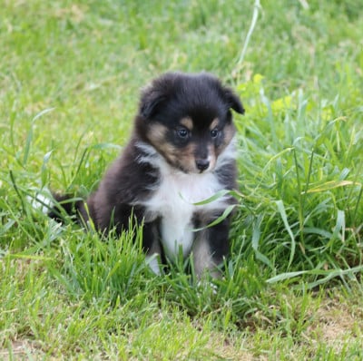 Les chiots de Shetland Sheepdog