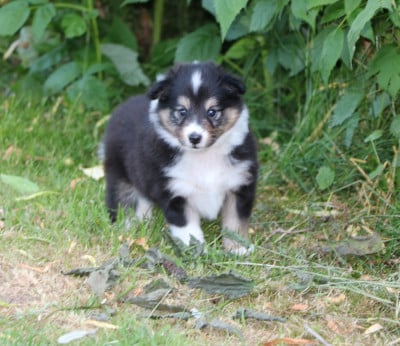 Les chiots de Shetland Sheepdog