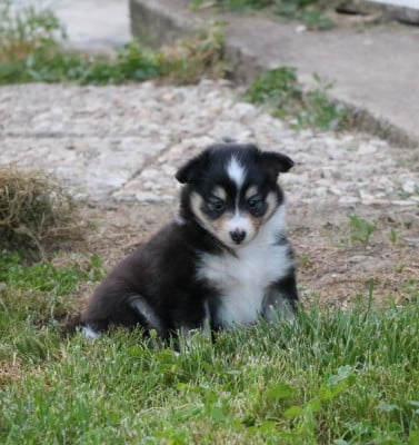 Les chiots de Shetland Sheepdog