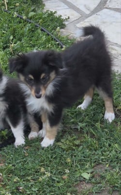 Les chiots de Shetland Sheepdog