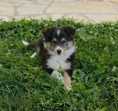Les chiots de Shetland Sheepdog