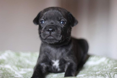 Les chiots de Staffordshire Bull Terrier