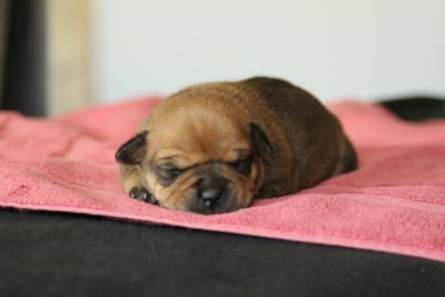 Les chiots de Staffordshire Bull Terrier