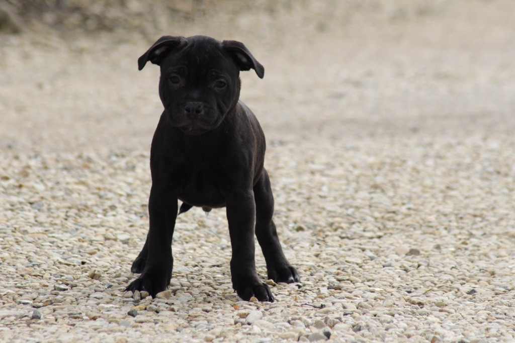 Chiot Staffordshire Bull Terrier, Prédastrérie Chromatique