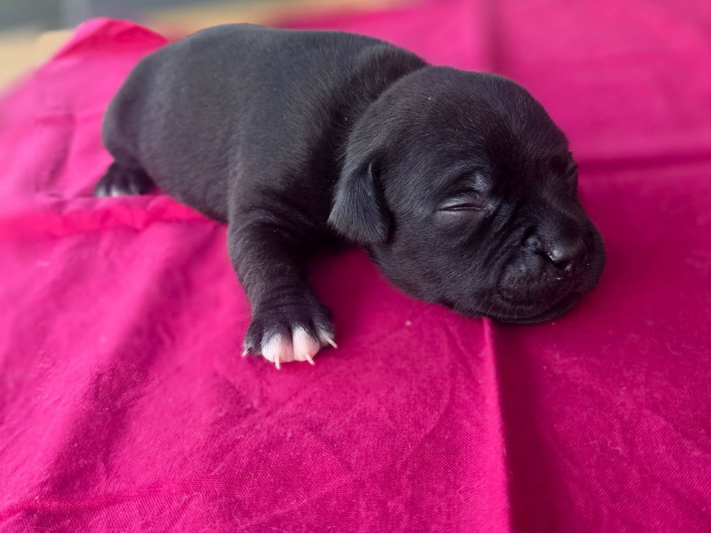 Chiot N°1 - Staffordshire Bull Terrier
