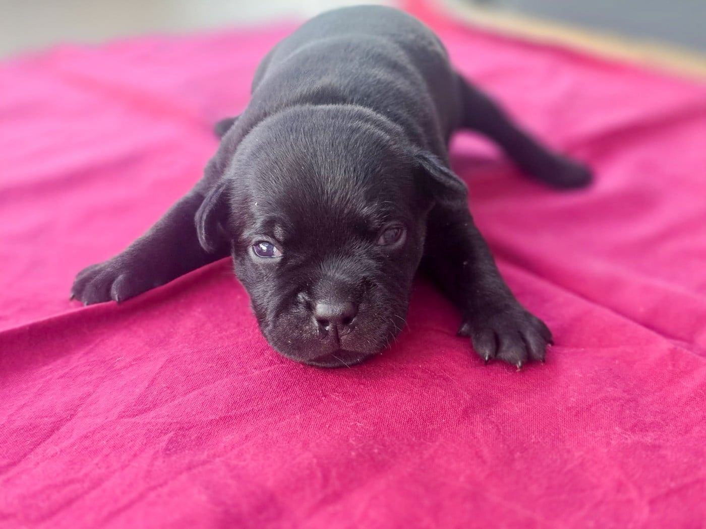 Chiot N°2 - Staffordshire Bull Terrier