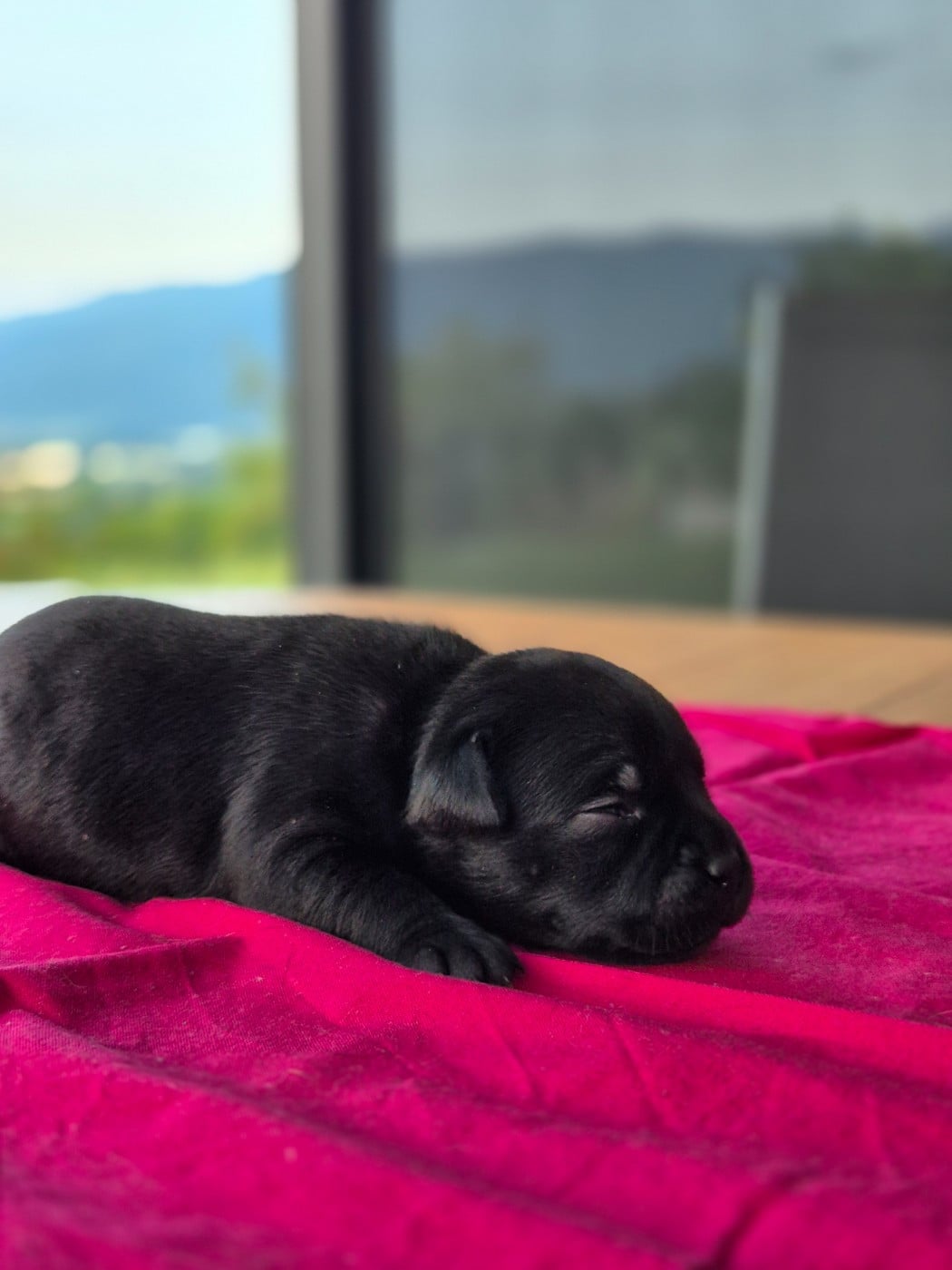 Chiot N°4 - Staffordshire Bull Terrier