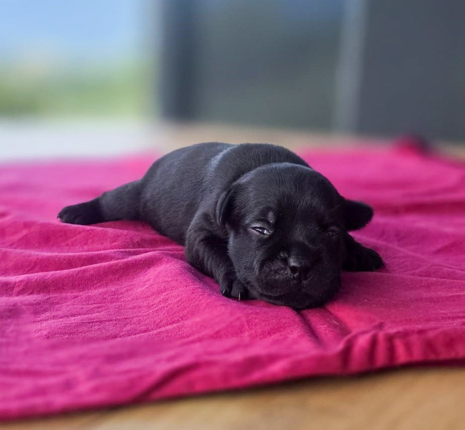 Chiot N°5 - Staffordshire Bull Terrier
