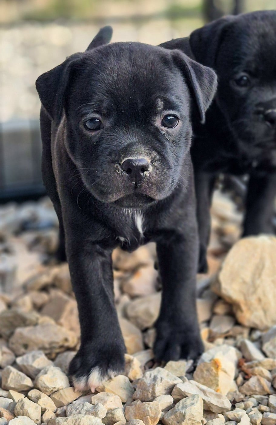 Staffordshire Bull Terrier - Of Hurricane Stafford