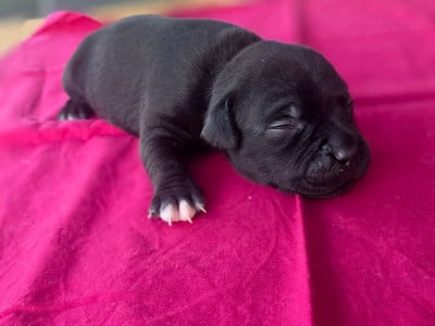 Staffordshire Bull Terrier