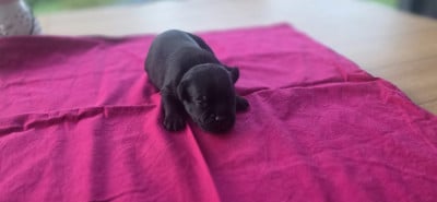 Chiot N°3 - Staffordshire Bull Terrier