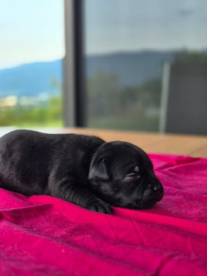 Chiot N°4 - Staffordshire Bull Terrier