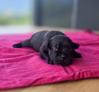 Chiot N°5 - Staffordshire Bull Terrier