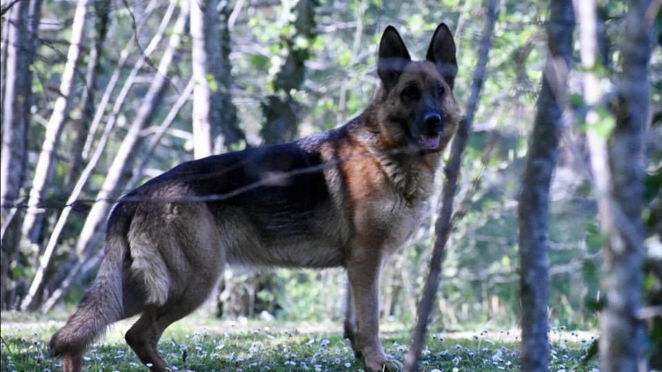 Molly Des crocs de defense chien de race toutes races en