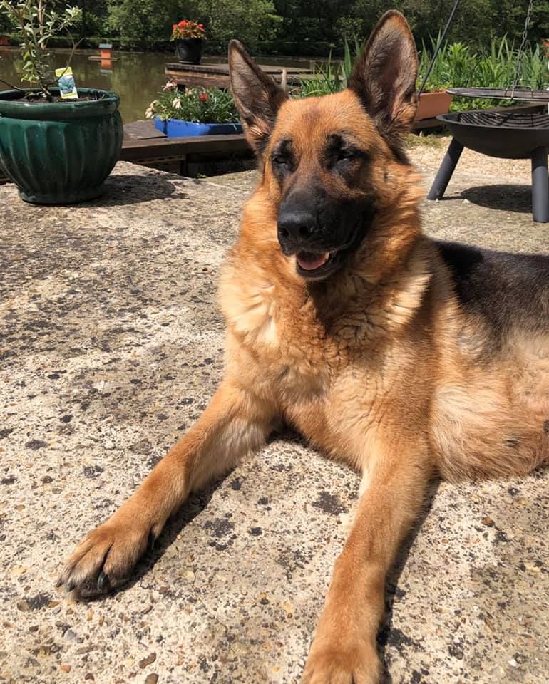 Molly Des crocs de defense chien de race toutes races en