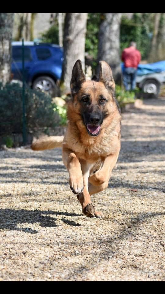 Molly Des crocs de defense chien de race toutes races en