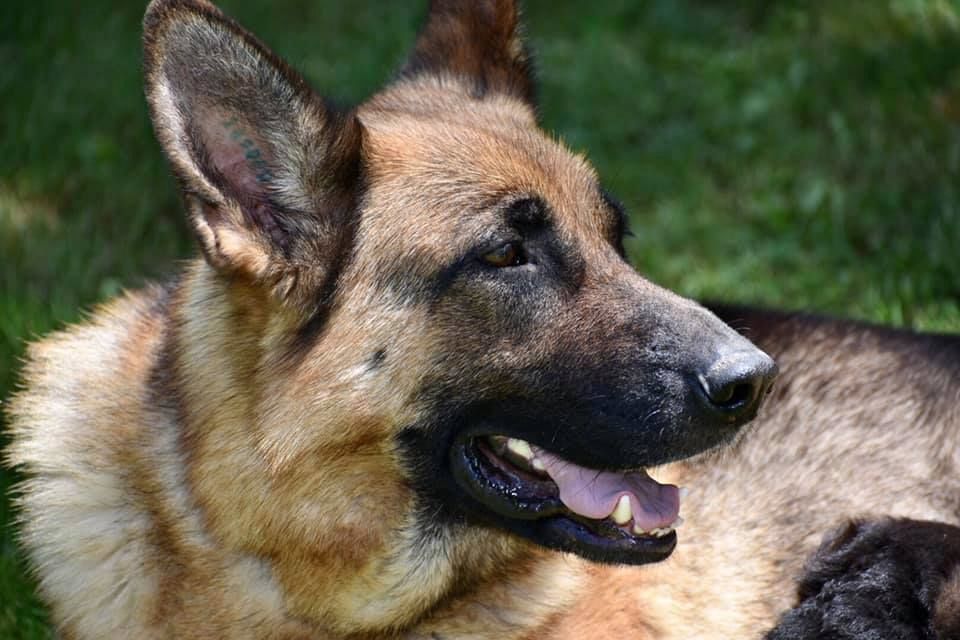 Molly Des crocs de defense chien de race toutes races en