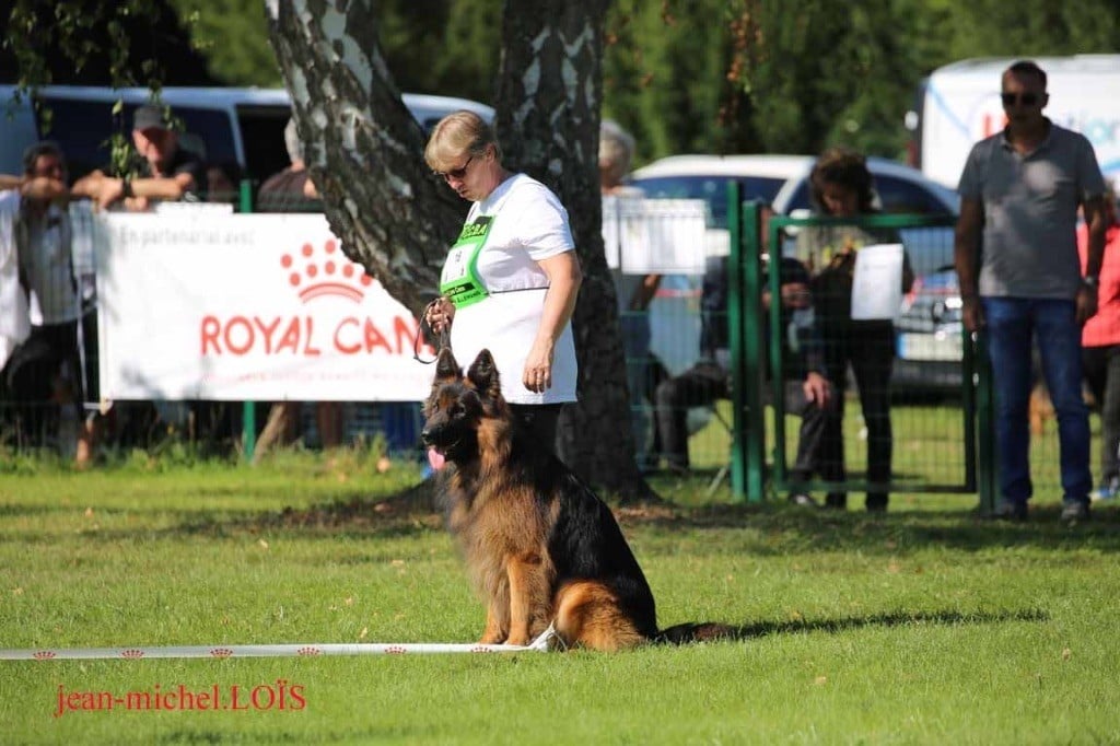 CH. Bleddyn vom wanakon