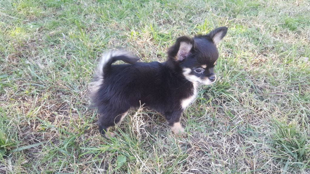 Opium star Du Domaine Des Thibouw D'Argent - Meilleure baby