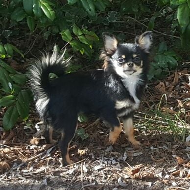 Opium star Du Domaine Des Thibouw D'Argent - Excellent classe intermédiaire