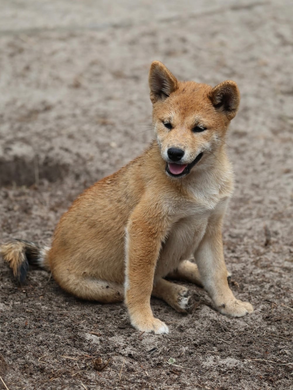 Shiba - Nippon'ai