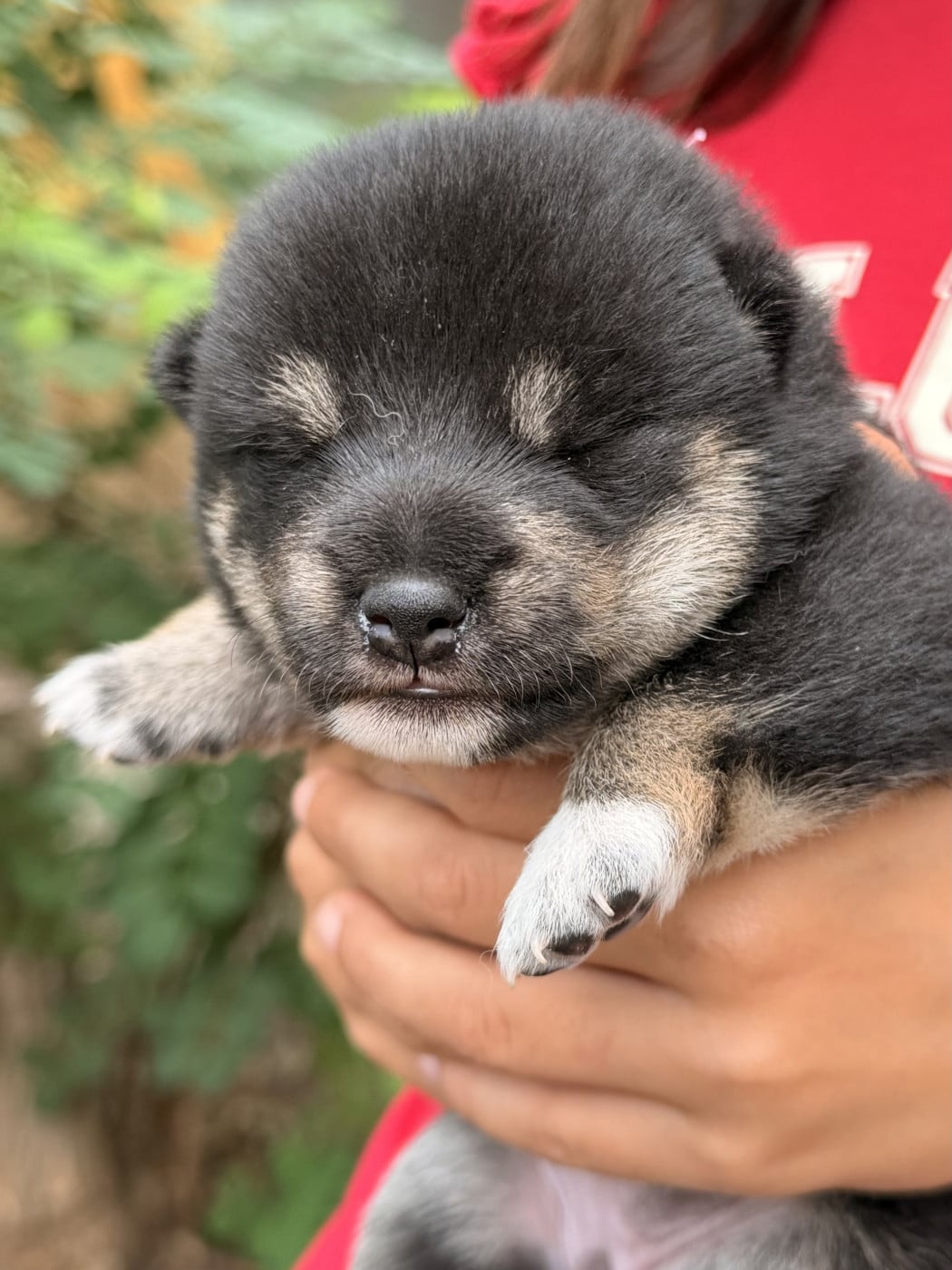 Femelle Rose - Shiba