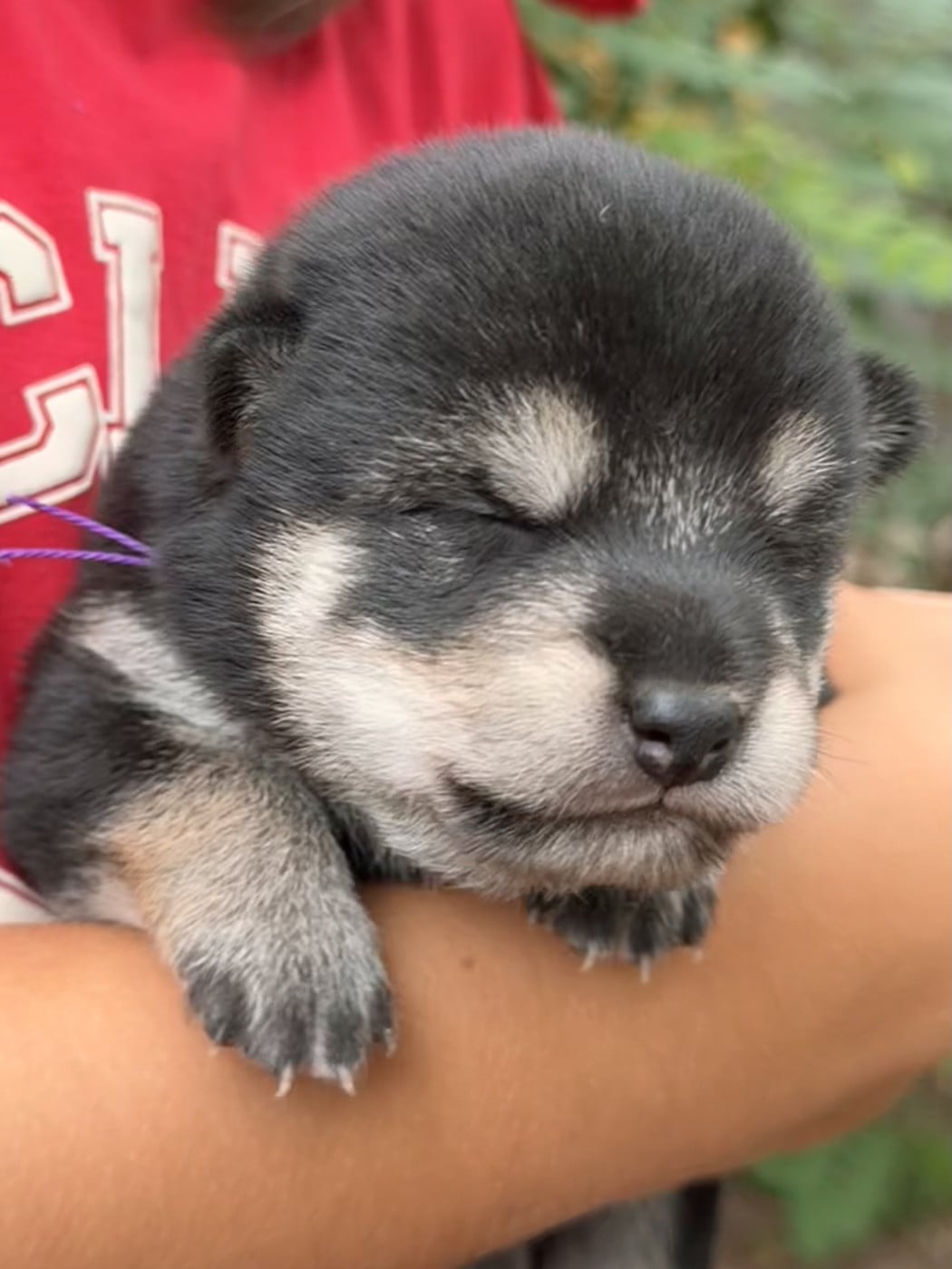 Femelle Violette - Shiba