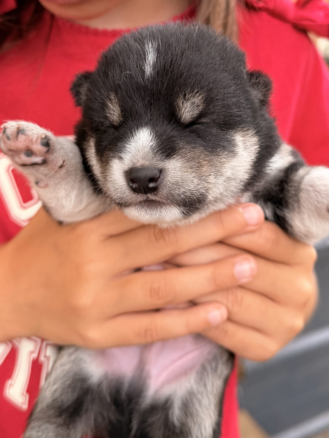 Mâle N&F - Shiba