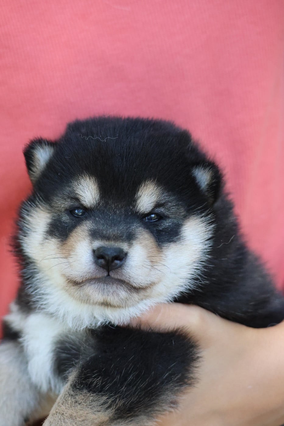 Chiot Shiba