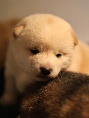 Les chiots de Shiba