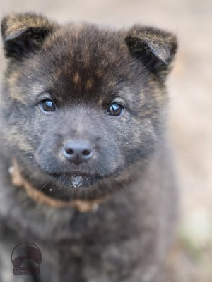 Les chiots de Kai