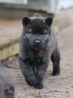 Les chiots de Kai